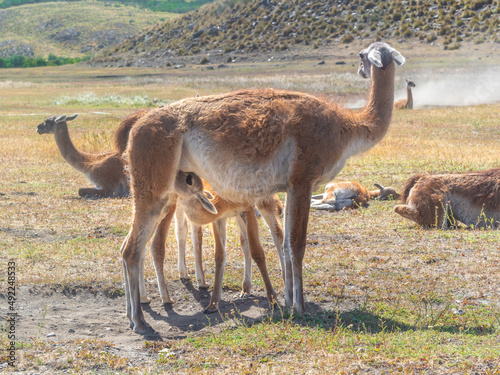 Baby guanaco sucking milk from its mother udder  Patagonia National Park  Chile