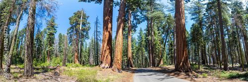 Sequoia National Park in California