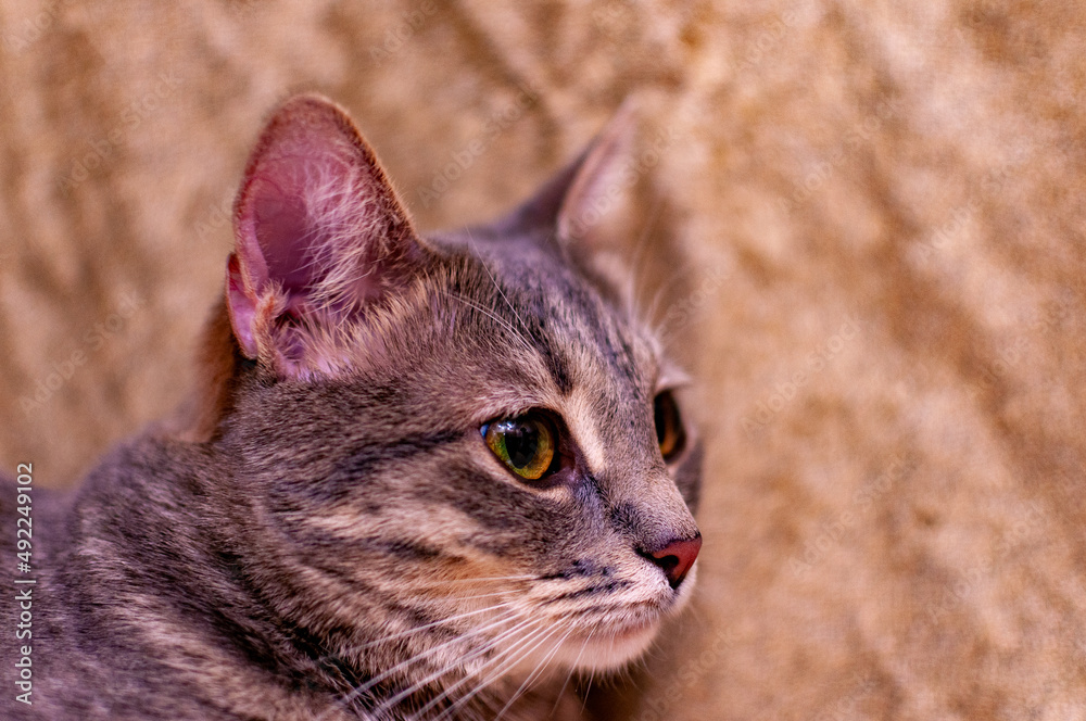 Fototapeta premium Beautiful gray striped kitty!