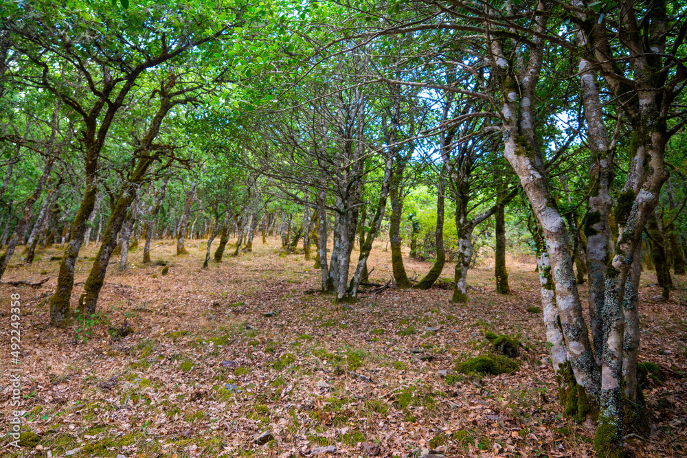 Trees in Burgos forest on a sunny day in summertime Trees in Burgos forest on a sunny day in summertime