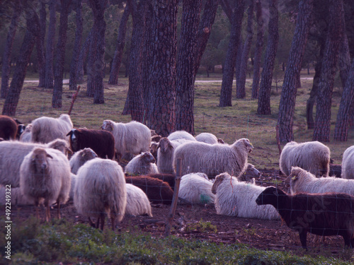 owca zwierzę hodowla wełna las drzewa #492249322