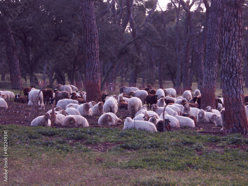 owca zwierzę hodowla wełna las drzewa #492249341