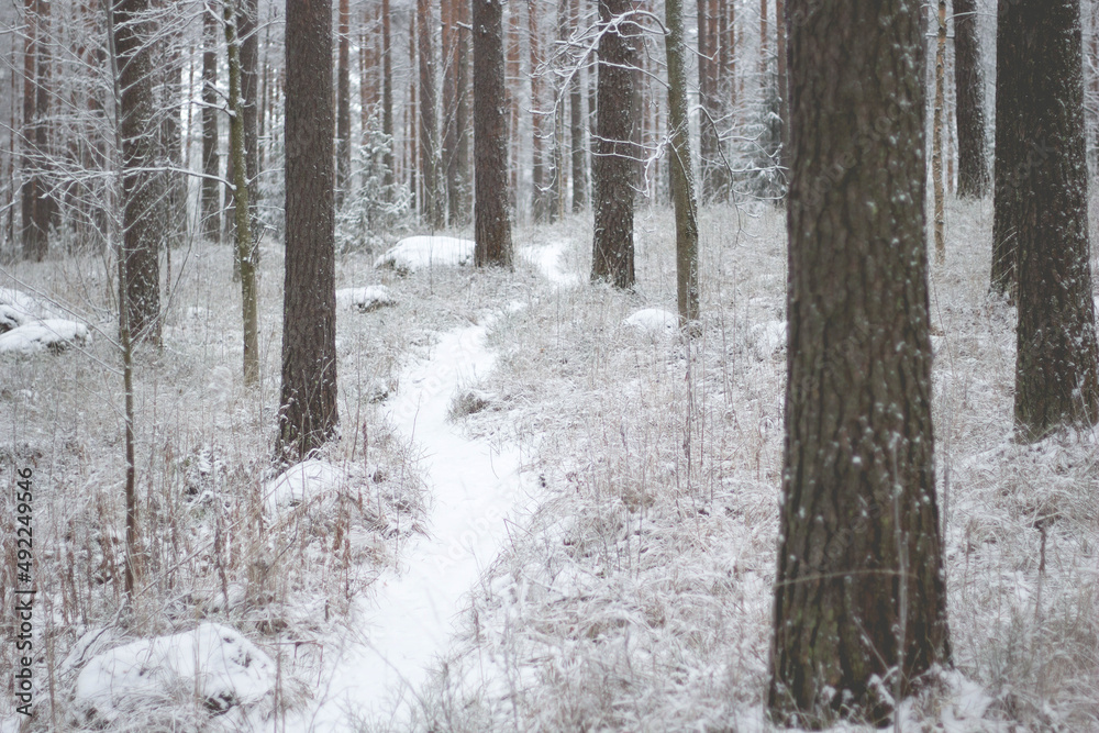 path in a winter forest path in a winter forest