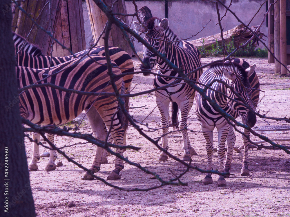 zebra zwierzę dzika natura fauna koniowate afryka - obrazy, fototapety, plakaty 