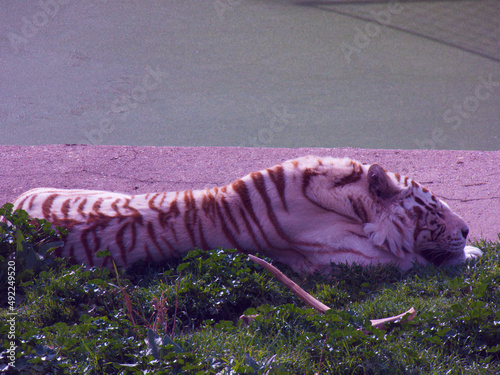 tygrys kot zwierzę dzika natura fauna