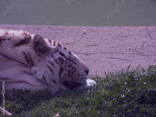 tygrys kot zwierzę dzika natura fauna