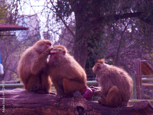 małpa koczkodan zwierzę dzika natura fauna człekokształtne #492249587