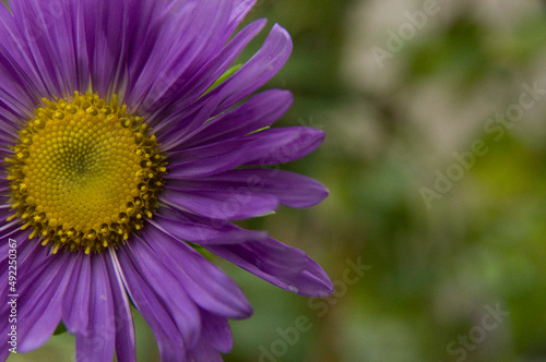 Purple Flower