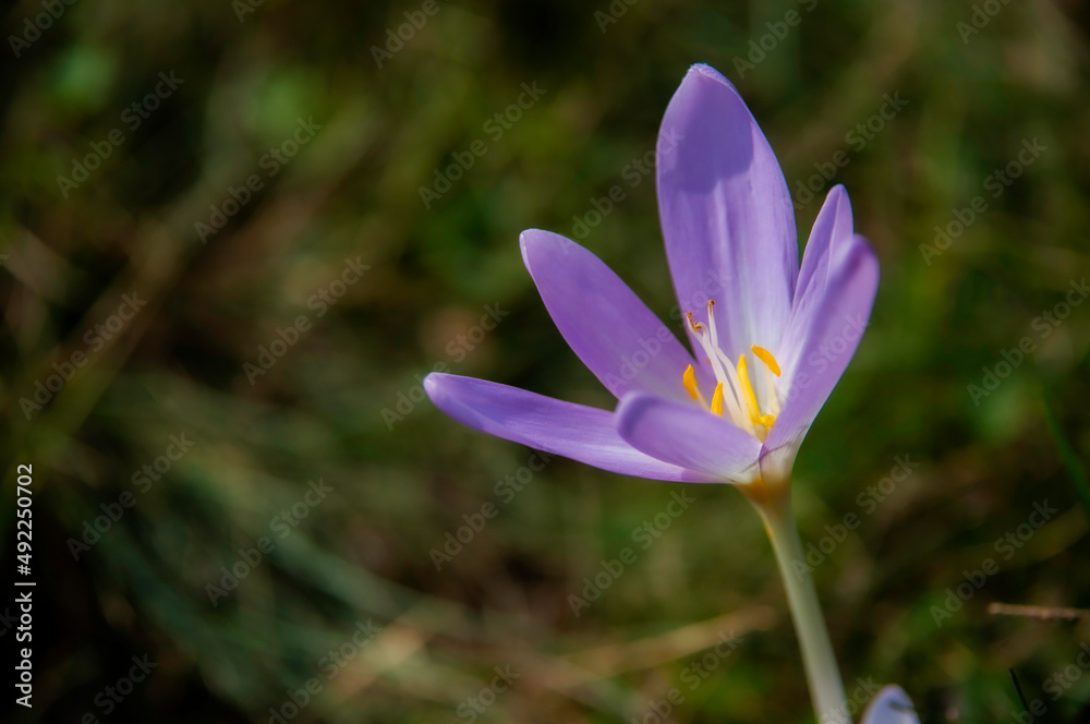 Flower Flower