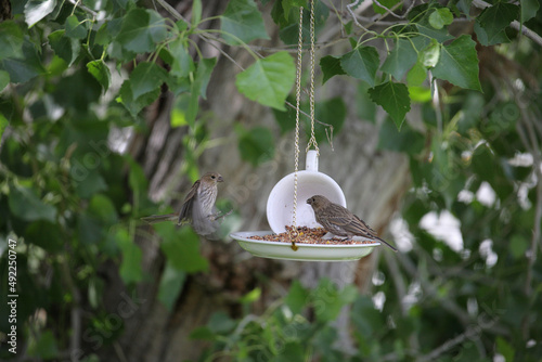 Tea cup bird feeder