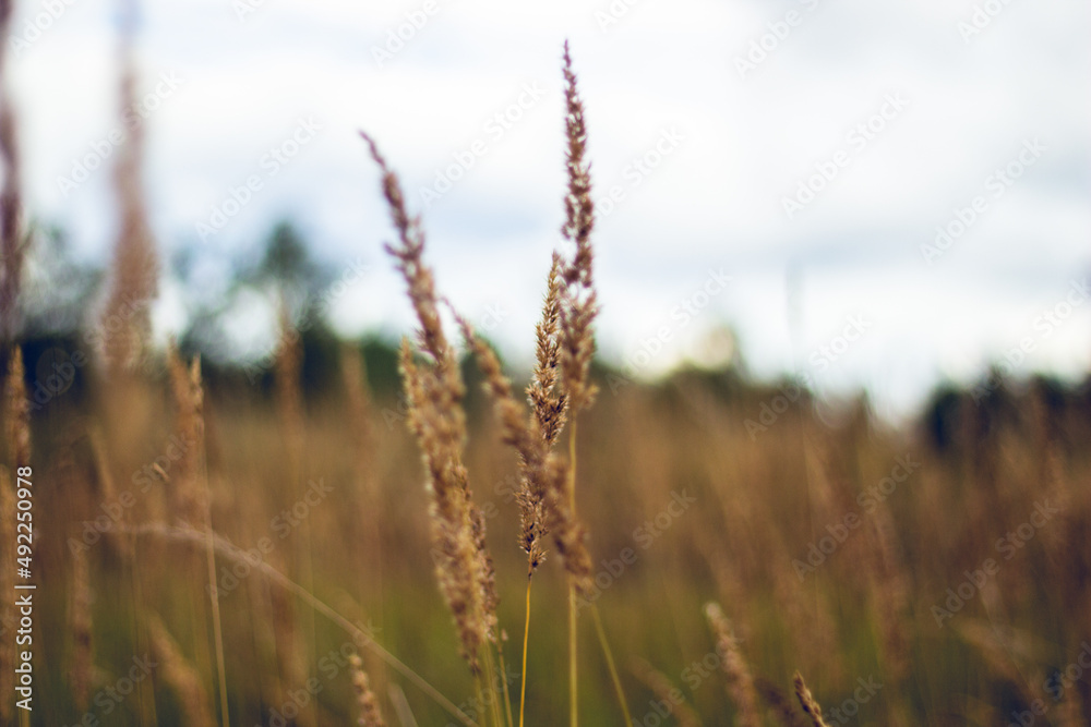 Fototapeta premium grass in the wind