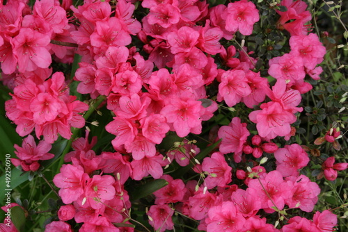 pink flowers in the garden © Susan