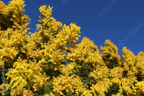 Fleurs de mimosa   42