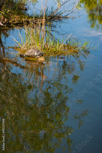 Redbelly turtle, Pseudemys nelsoni, in a swamp, Everglades National Park, Florida, USA photo