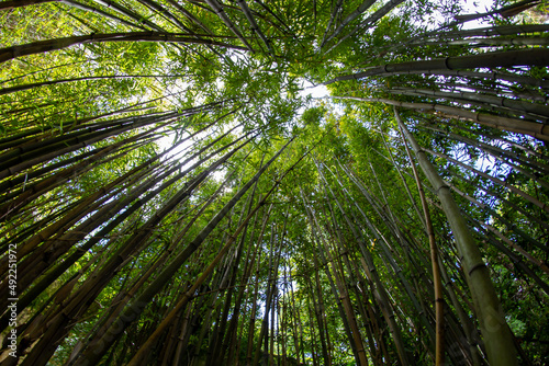 Fototapeta Naklejka Na Ścianę i Meble -  Looking up in a bamboo forest.