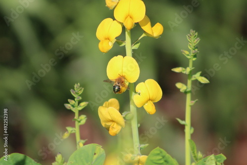 bee canola flower insect