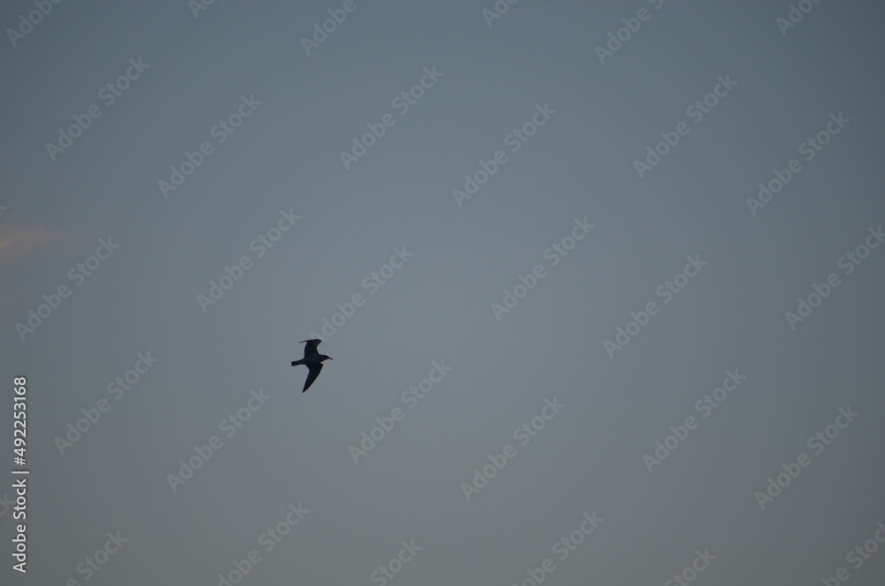 birds in flight birds in flight