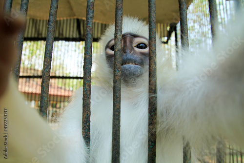 The Simpai langur (Presbytis melalophos) is behind the bars of the Zoo's cage. This langur is one of the monkeys endemic to Sumatra, Java, and Kalimantan. photo