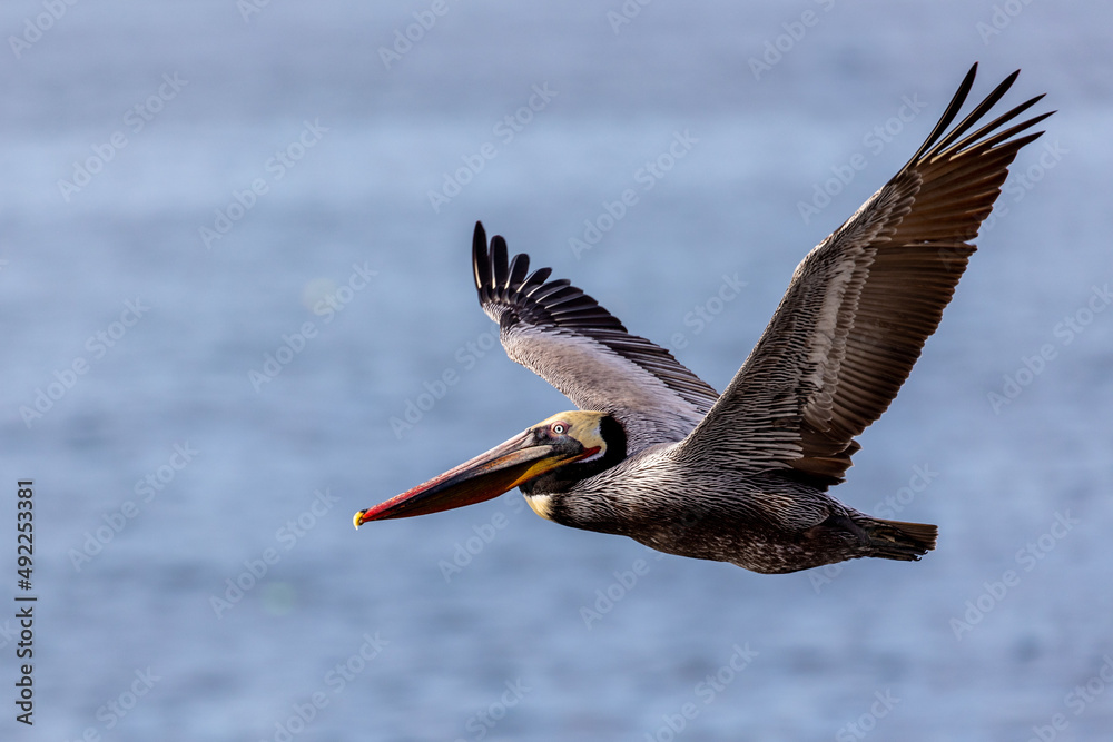 Obraz premium A beautiful California brown pelican soars over the open ocean in early daylight sun with large wingspan to prove its beauty in flight gliding with the sea breeze