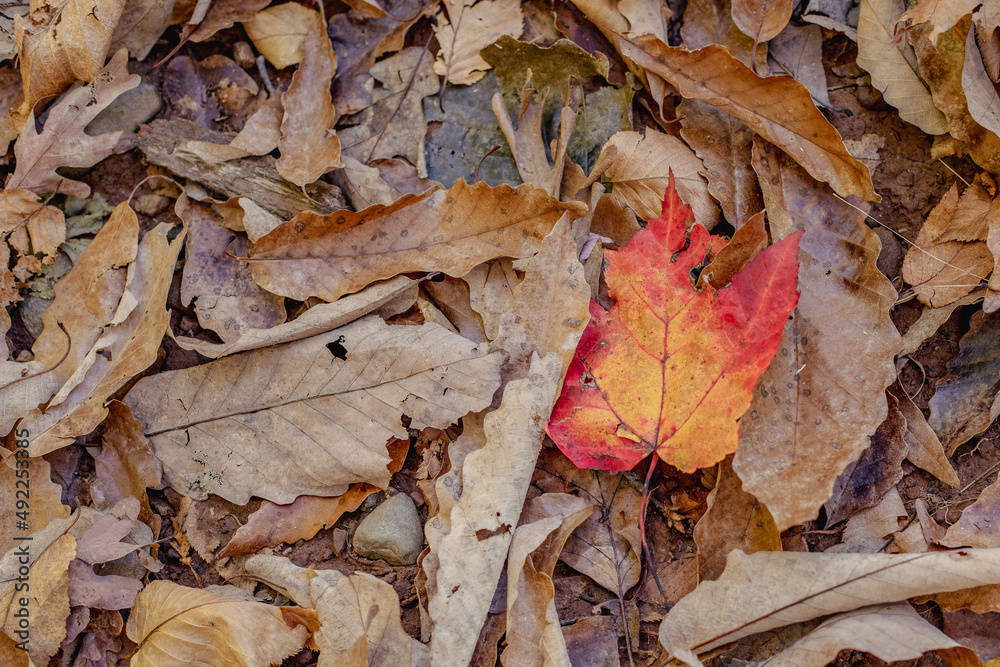 autumn leaves on the ground