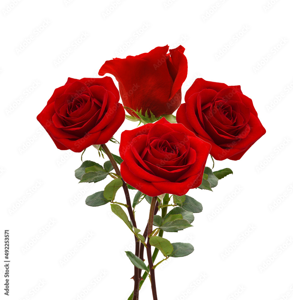 Bunch of rosy roses isolated on white 