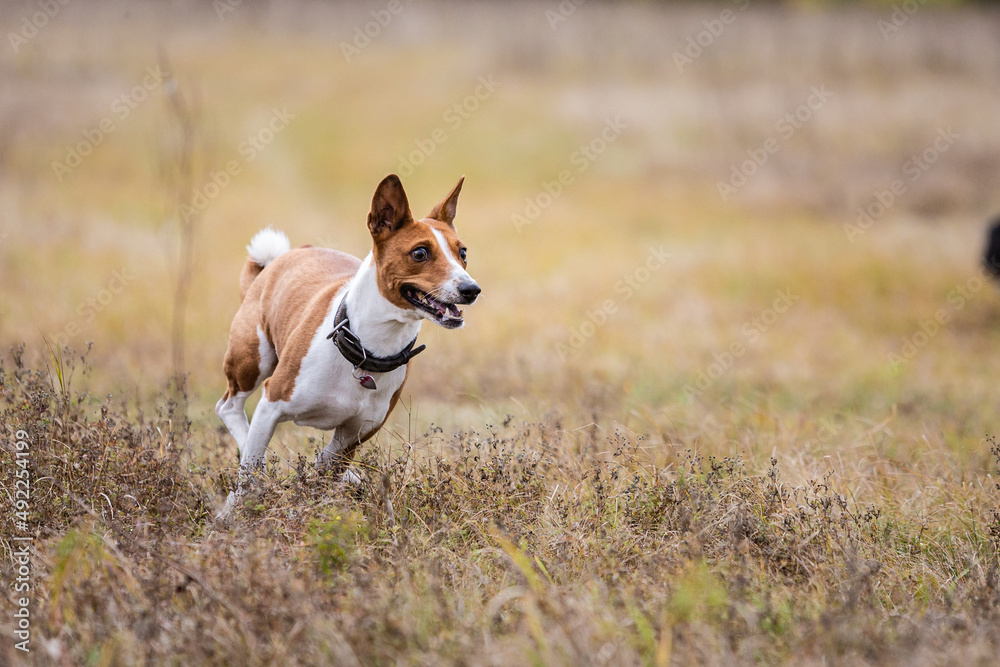 asenji dog chasing bait in a field