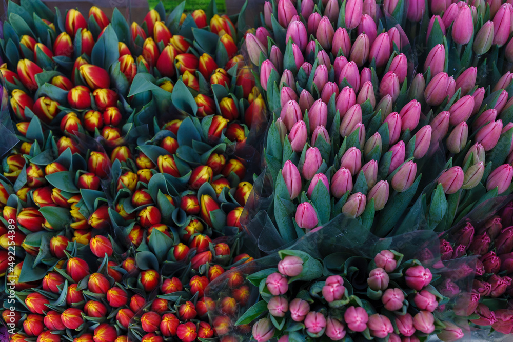 Obraz premium Beautiful, colorful tulips - pink, purple, red