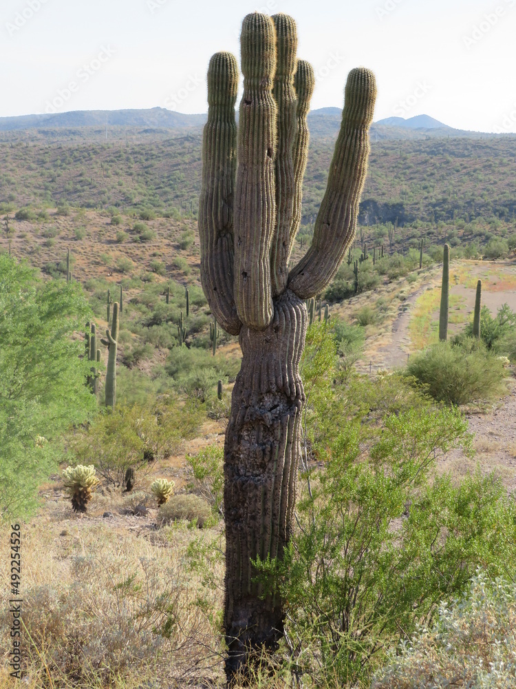Cactus in the Arizona desert. United States landscapes.