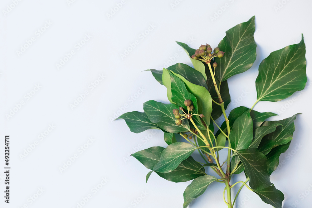Green leaves and branches on light blue background. Flat lay, top view, copy space