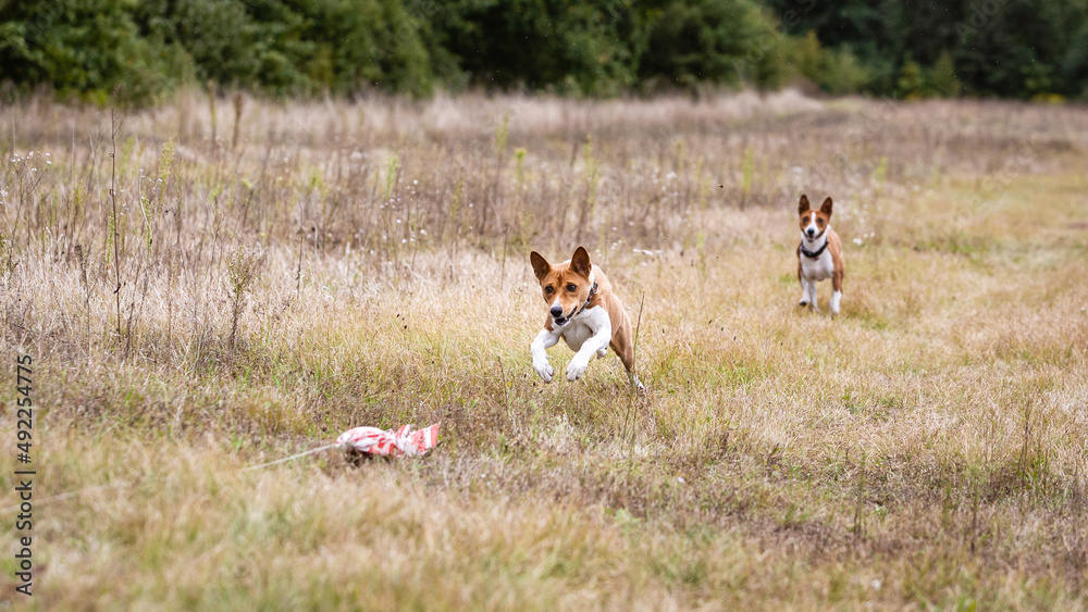 asenji dog chasing bait in a field asenji dog chasing bait in a field