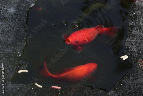 Fish in the frozen pond 