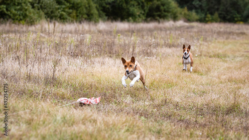 Obraz na plátně asenji dog chasing bait in a field