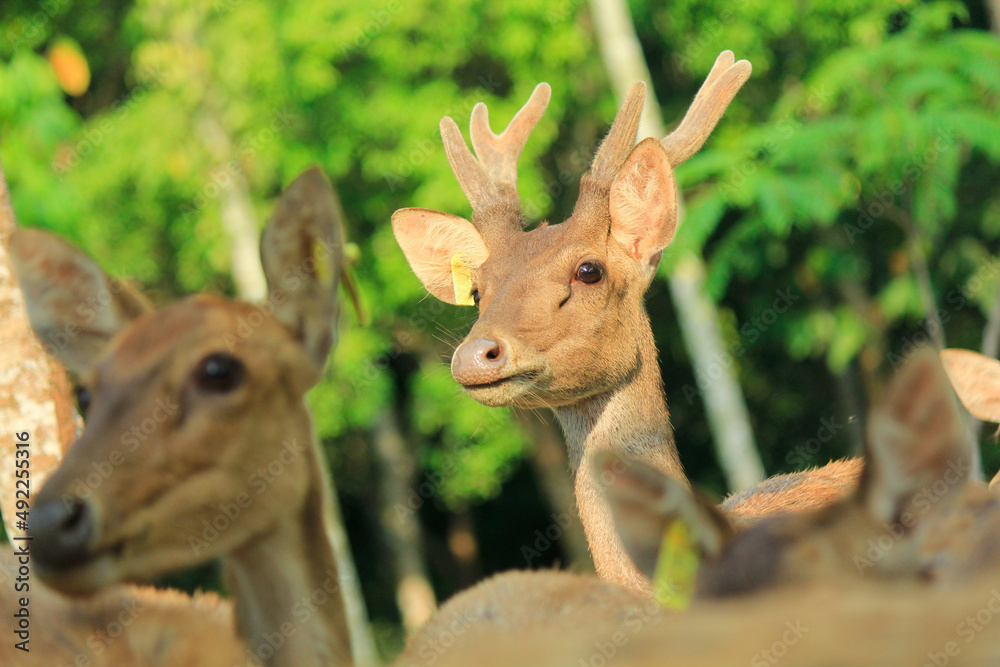close up of Timor deer (cervus timorensis) in one of the breeding areas in Lampung, Indonesia close up of Timor deer (cervus timorensis) in one of the breeding areas in Lampung, Indonesia