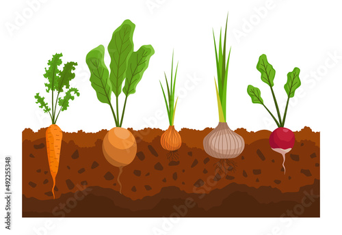 Vegetables growing in the ground. Plants showing root structure. Farm product for restaurant menu or market label. Organic and healthy food
