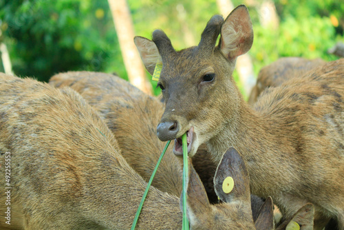 close up of Timor deer (cervus timorensis) in one of the breeding areas in Lampung, Indonesia photo