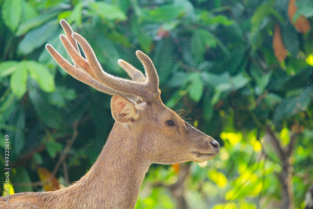 close up of Timor deer (cervus timorensis) in one of the breeding areas in Lampung, Indonesia close up of Timor deer (cervus timorensis) in one of the breeding areas in Lampung, Indonesia