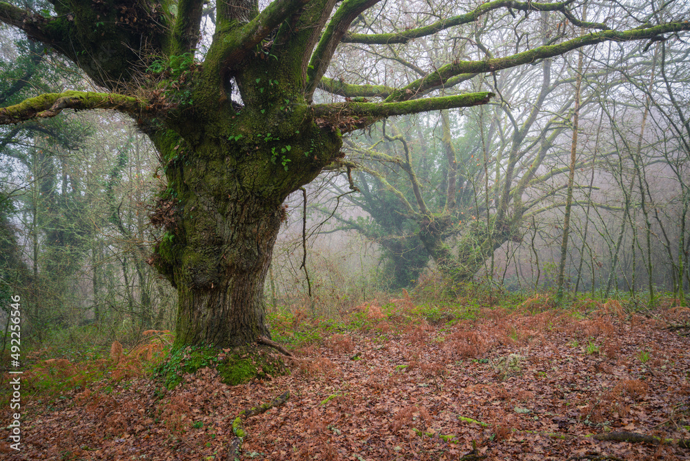 Naklejka premium Gigantic and ancient oaks and chestnut trees in the fog