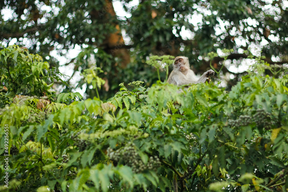Obraz premium a monkey is on a tree