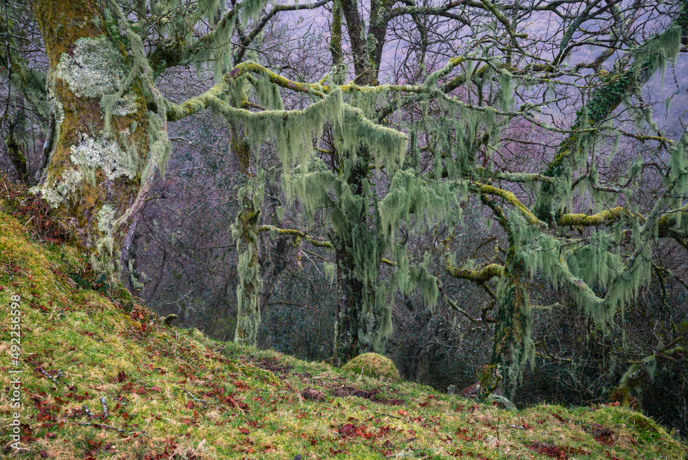 Large bluegreen lichens hang from the branches of oak trees in a forest Large bluegreen lichens hang from the branches of oak trees in a forest