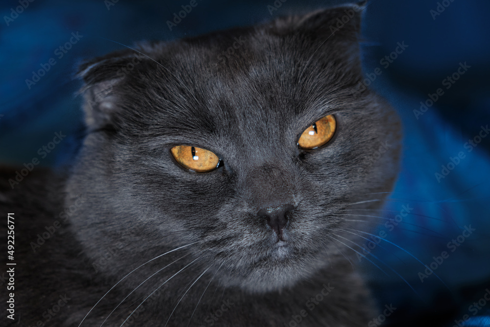 Portrait of cat, cat with bright orange eyes, british fold shorthair breed, blue color on dark blue background. He looks into the camera with yellow eyes