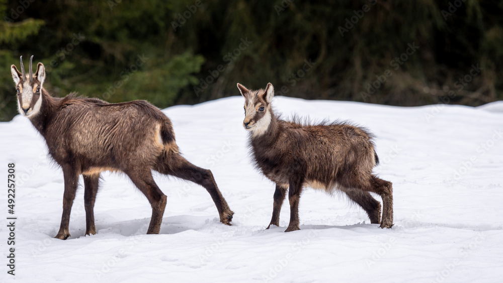 Chamois in the snow. Two rupicapra rupicapra looking at camera in Switzerland. Chamois in the snow. Two rupicapra rupicapra looking at camera in Switzerland.