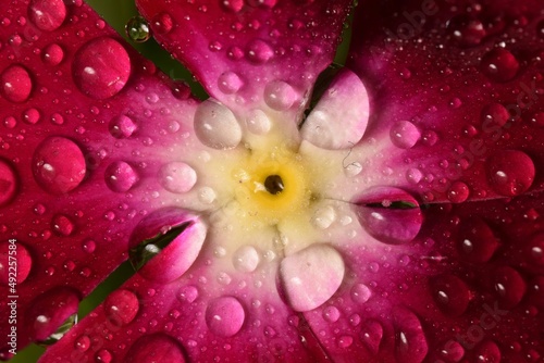 Water drops on a primrose