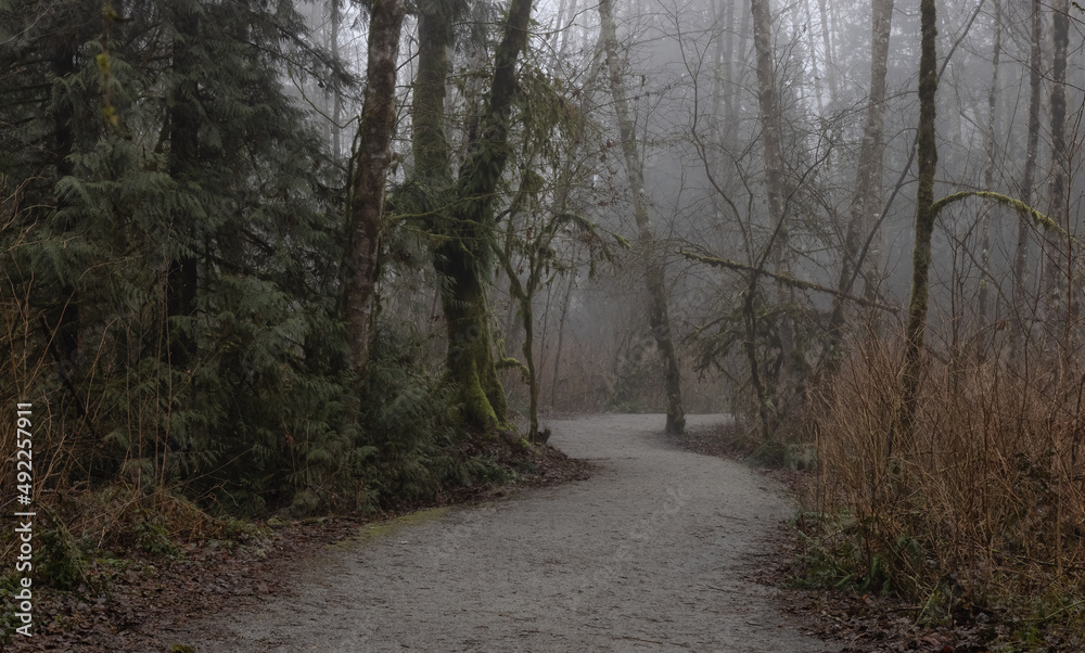 Fototapeta premium Path in the Canadian rain forest with green trees. Early morning fog in winter season. Tynehead Park in Surrey, Vancouver, British Columbia, Canada.