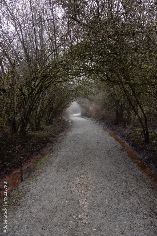 Path in the Canadian rain forest with green trees. Early morning fog in winter season. Tynehead Park in Surrey, Vancouver, British Columbia, Canada.