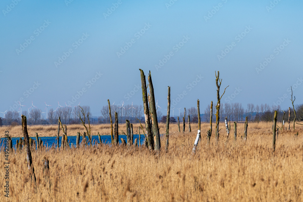 Obraz premium Im Flussgebiet der Peene bei Anklam
