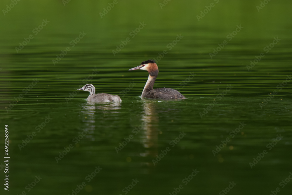 Great crested grebe with his baby on a pond