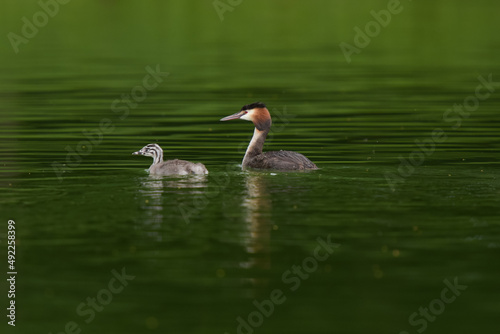 Great crested grebe with his baby on a pond