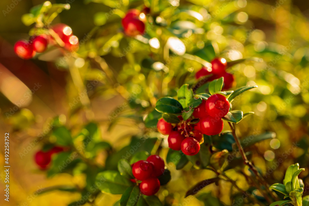 Red cowberry, lingonberry or partridgeberry in forest, natural background. Red cowberry, lingonberry or partridgeberry in forest, natural background.