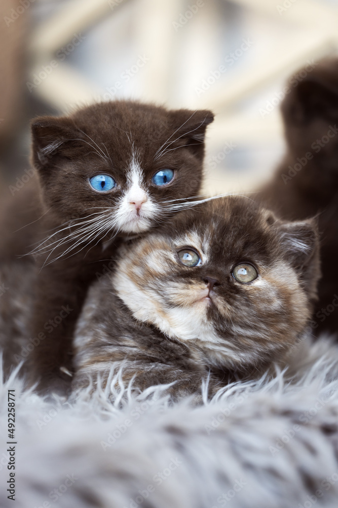 Niedliche Britisch Kurzhaar Kitten Katzenbabys