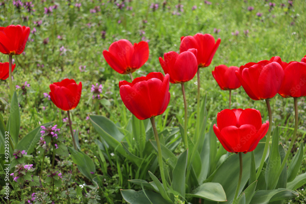spring time. blooming tulips in a garden flower bed
